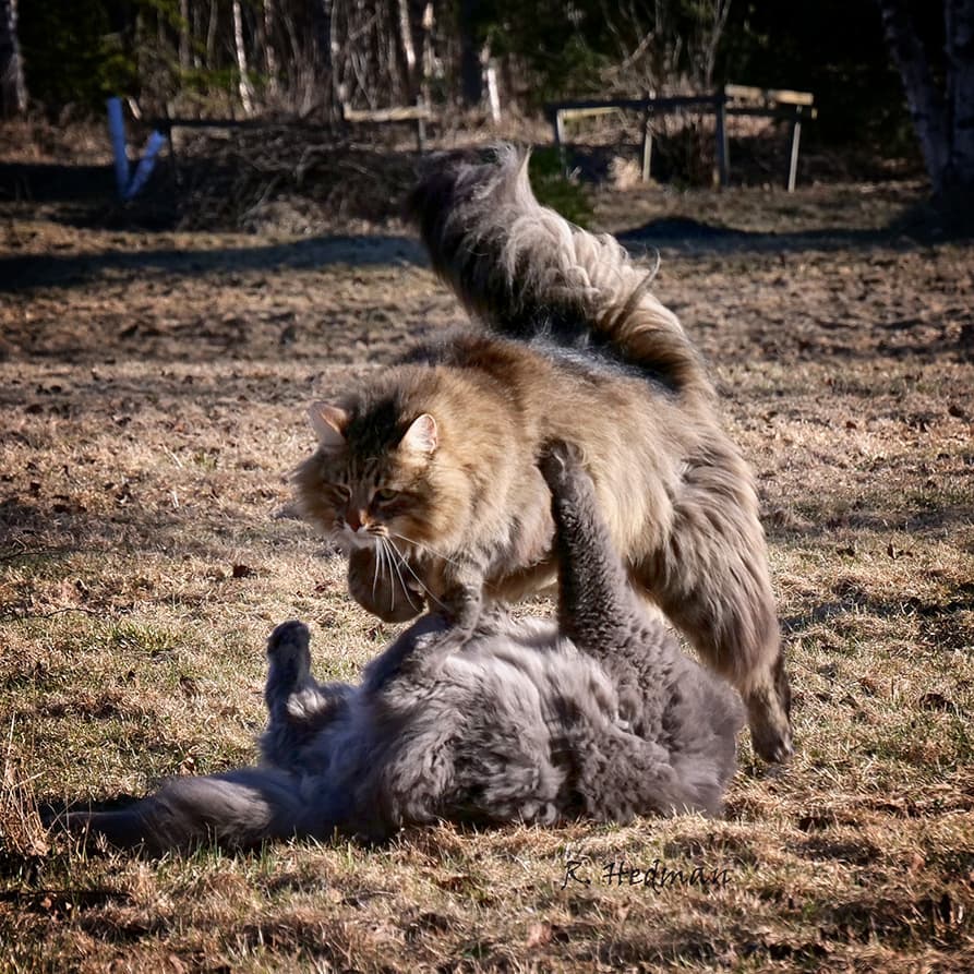 长毛猫之间打架好像武林高手过招,霸气十足啊!