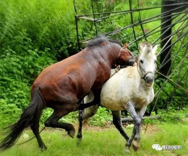 而王府却让她嫁给贵族,骑马勇士为了捍卫约旱陌橛牍笞宸马决斗