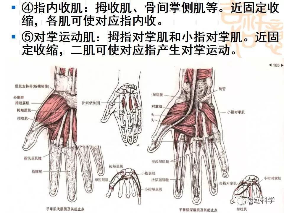 运动系统:运动上肢的主要肌群