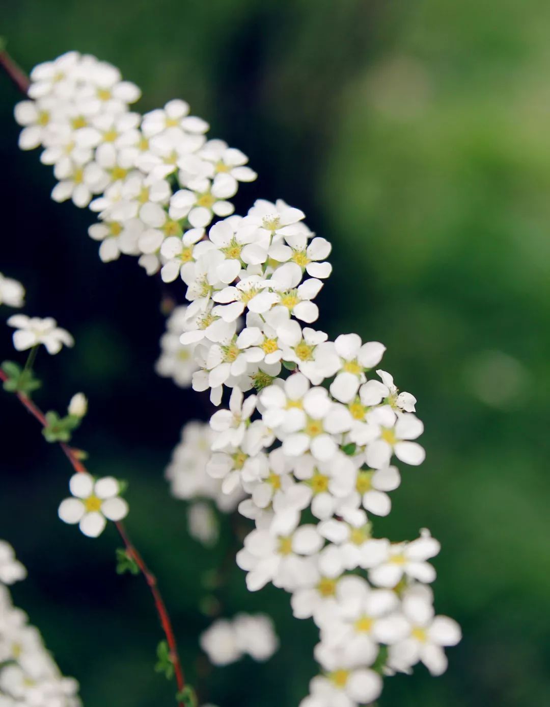 不是菊花也不是绣球 我叫绣线菊 Spiraea