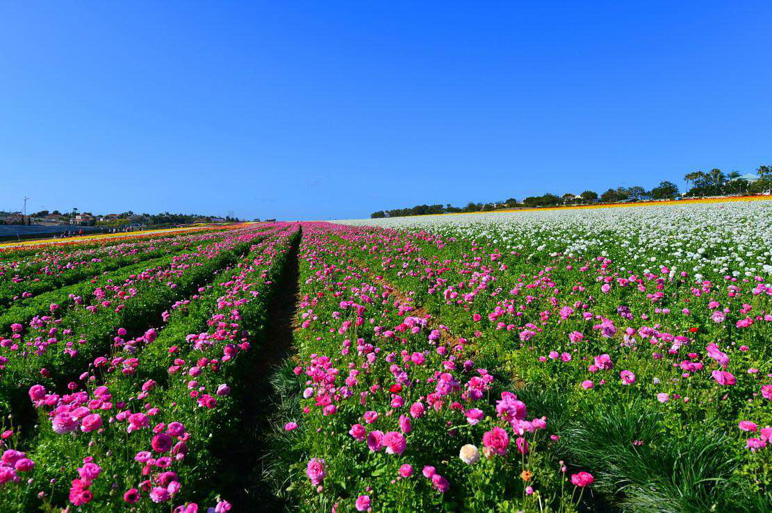 花种植基地 b9a5dded52a14816a0e64e087075d3bc.jpeg