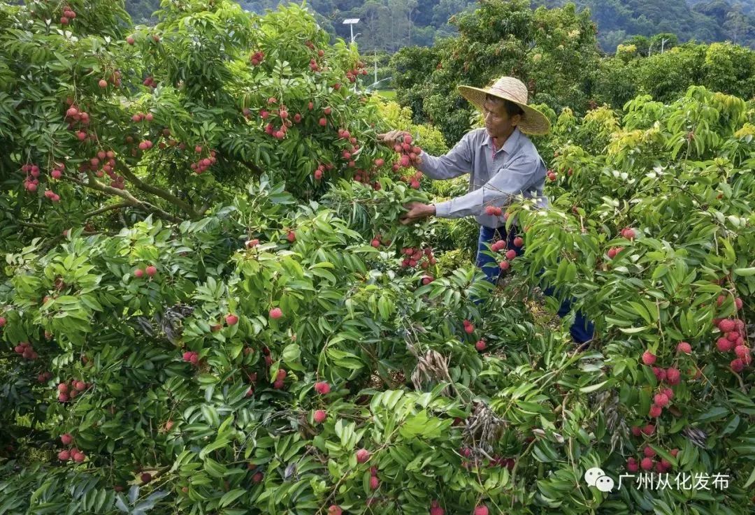 从化这个地方的荔枝熟啦果大肉厚红彤彤好靓