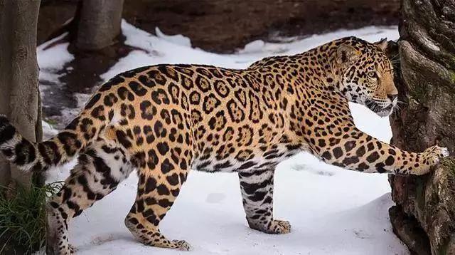 走进美洲豹的世界,它是一种和豹子不同种类的猫科动物