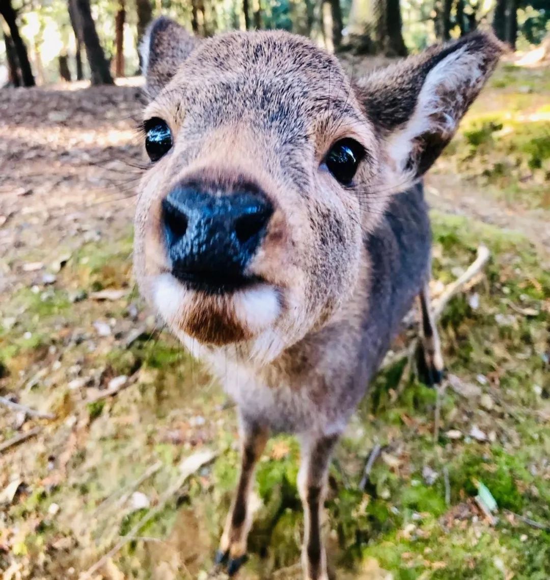 撸了今年阿里、网易和美团的面试,我有一个重