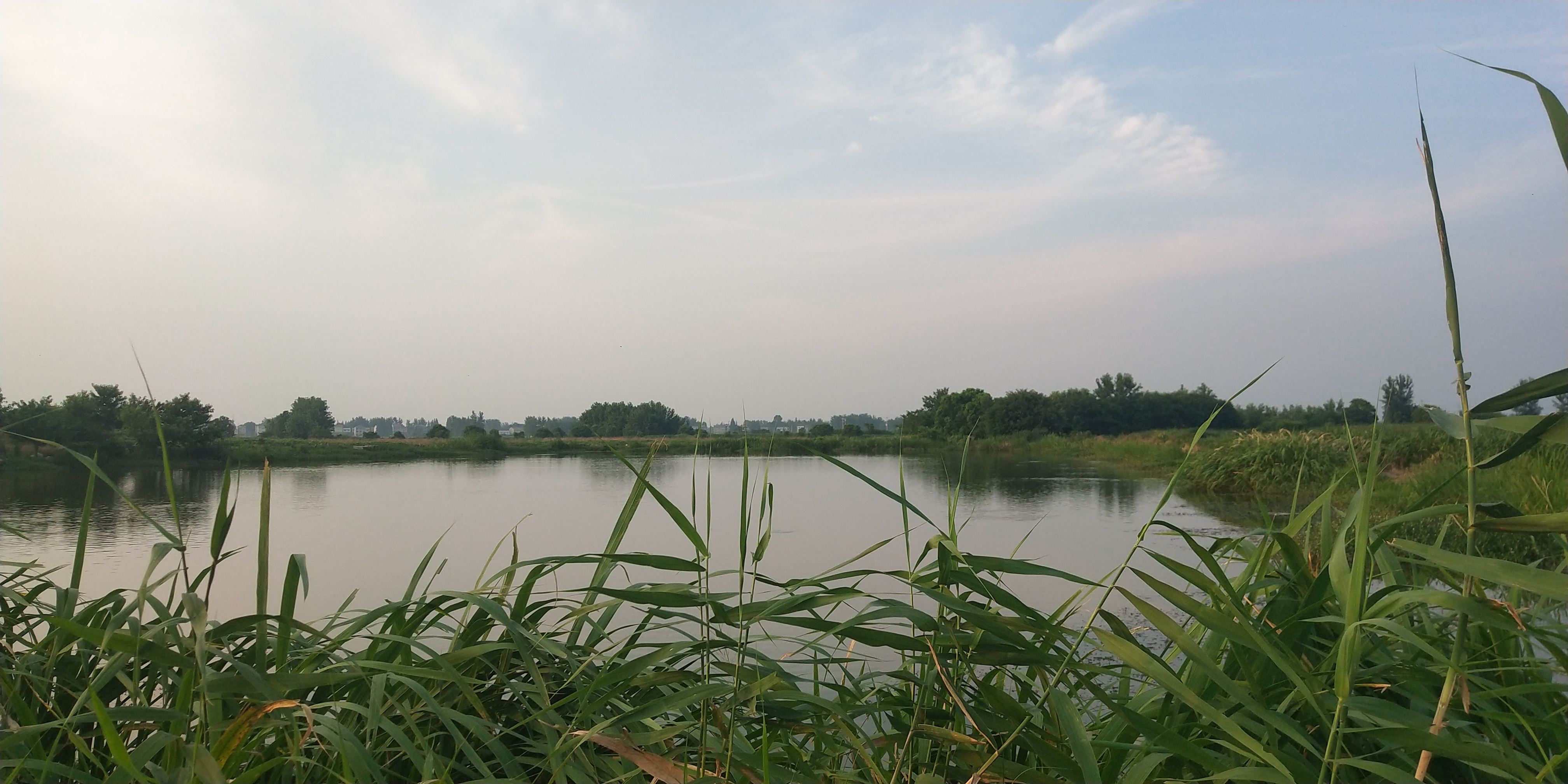 监利龚场"芦苇荡"美景