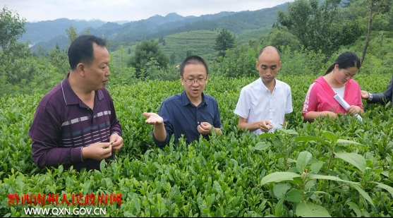 黔西南州科技局领导赴兴义市山地生态茶叶农业科技示范园区调研