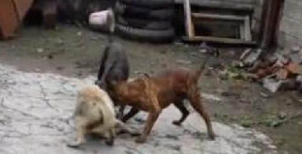 比特犬死死咬住土狗 小主为了保护狗狗 直接上脚 战斗力