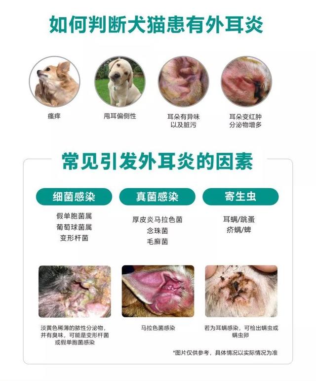 犬猫日常耳道清洁护理与外耳炎的辅助治疗
