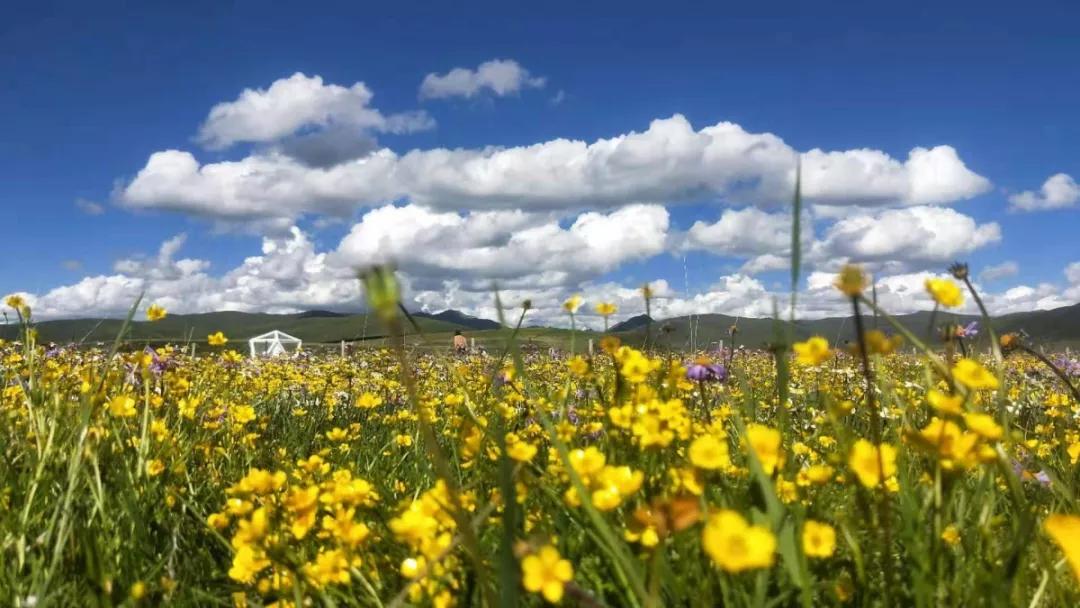 阿坝州 若尔盖县花湖景区