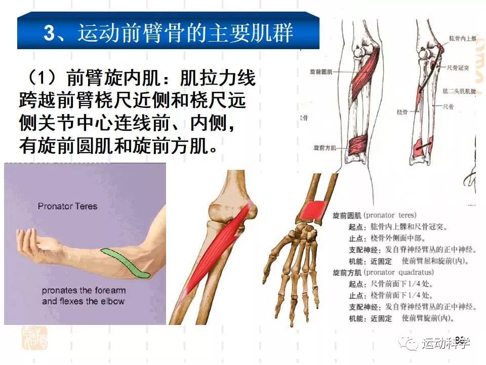 运动系统:运动上肢的主要肌群