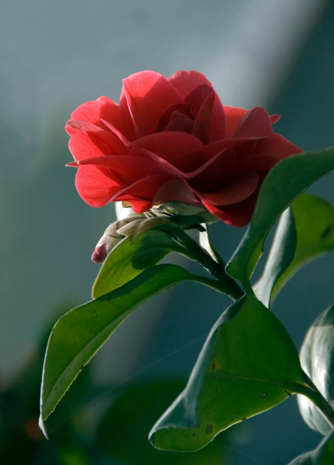 山茶花