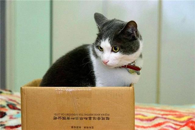 原創
            辟謠，紙箱陷阱並非對全體貓咪都有用，這兩類貓咪更愛主人的大床 寵物 第9張