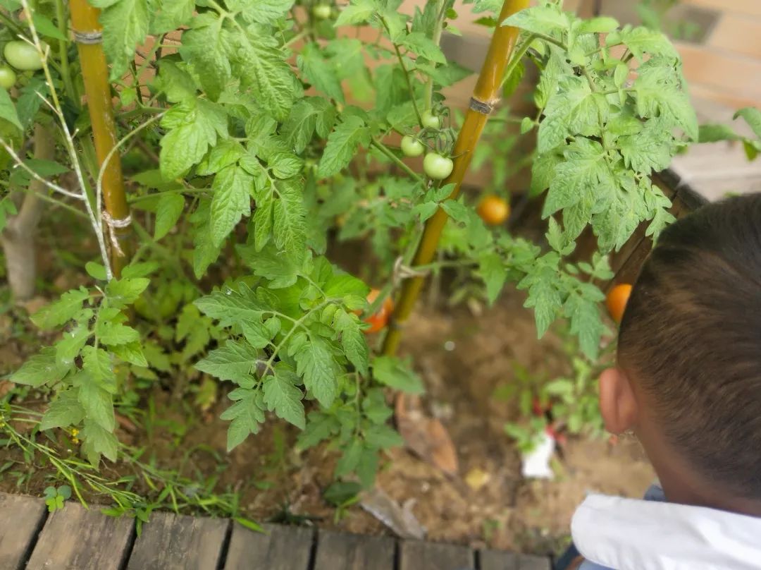 生命迈幼花样童年我们的西红柿成长之旅小一班种植记