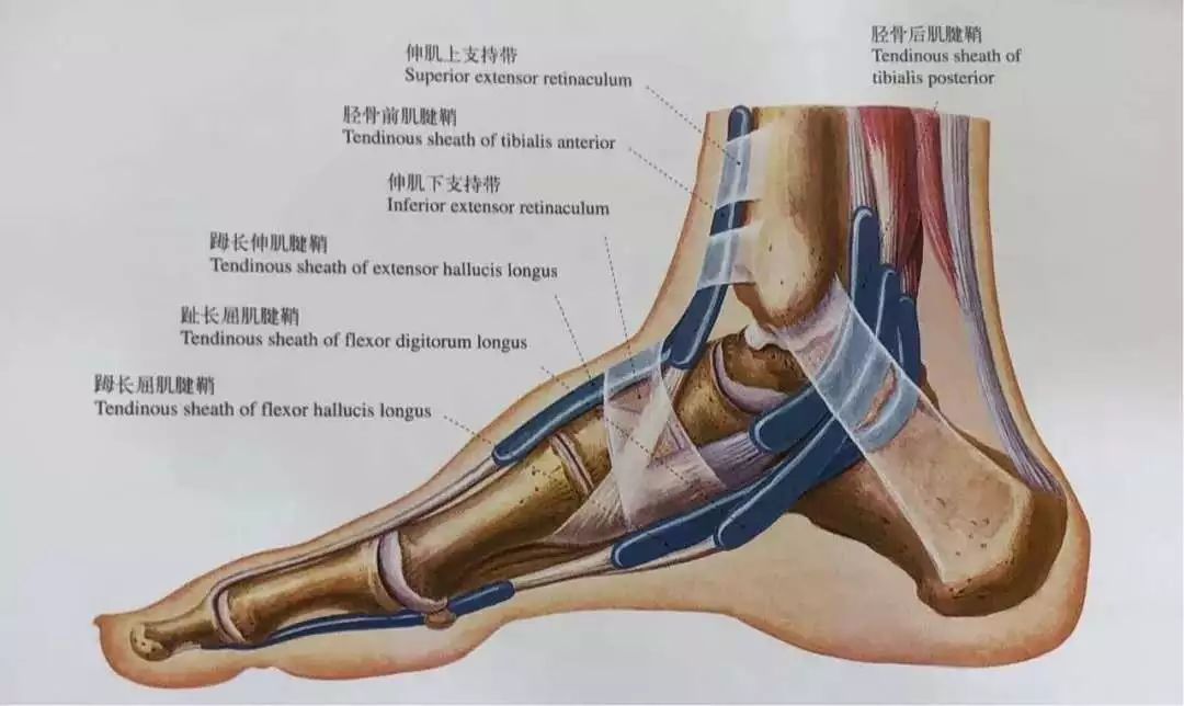 隐形袜总是掉怎么办