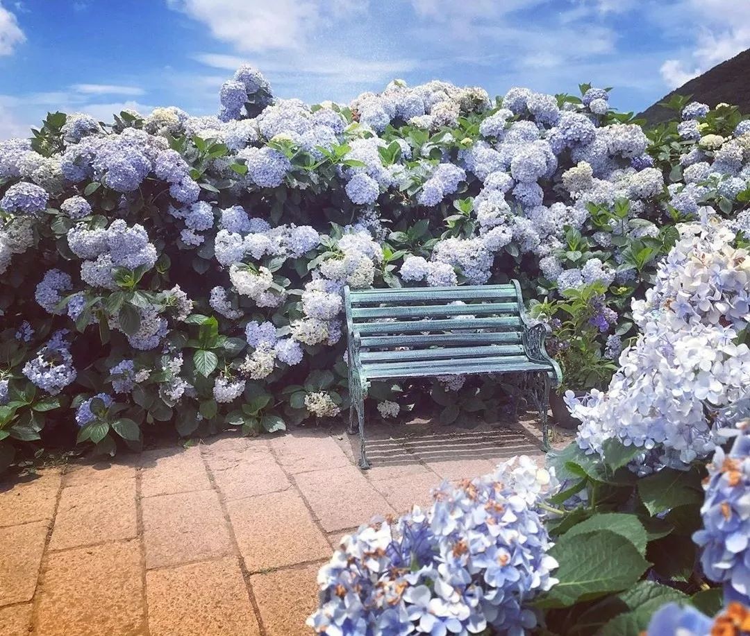 7月不容错过的绣球花海!比镰仓的还迷人!机酒全包超省