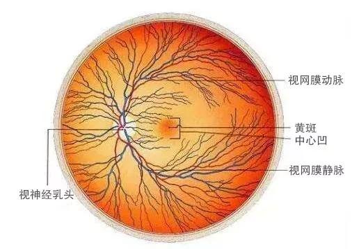 纯科普自然演化的不良品人类眼底结构