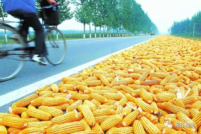 进口美国玉米价格多少一吨 ea9dcd835f1e4c32b240936cb49b0533.jpeg