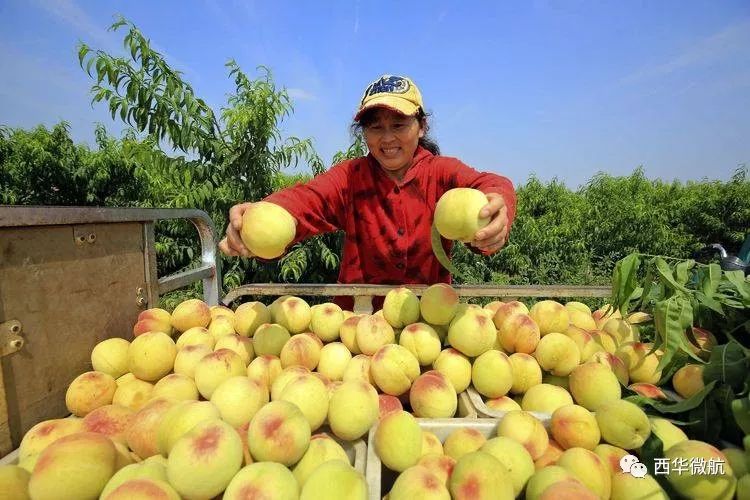 西华丨三月芬芳六月仙 花方艳罢果满园