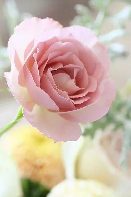 送你27朵最美的玫瑰花 祝你永远开心幸福