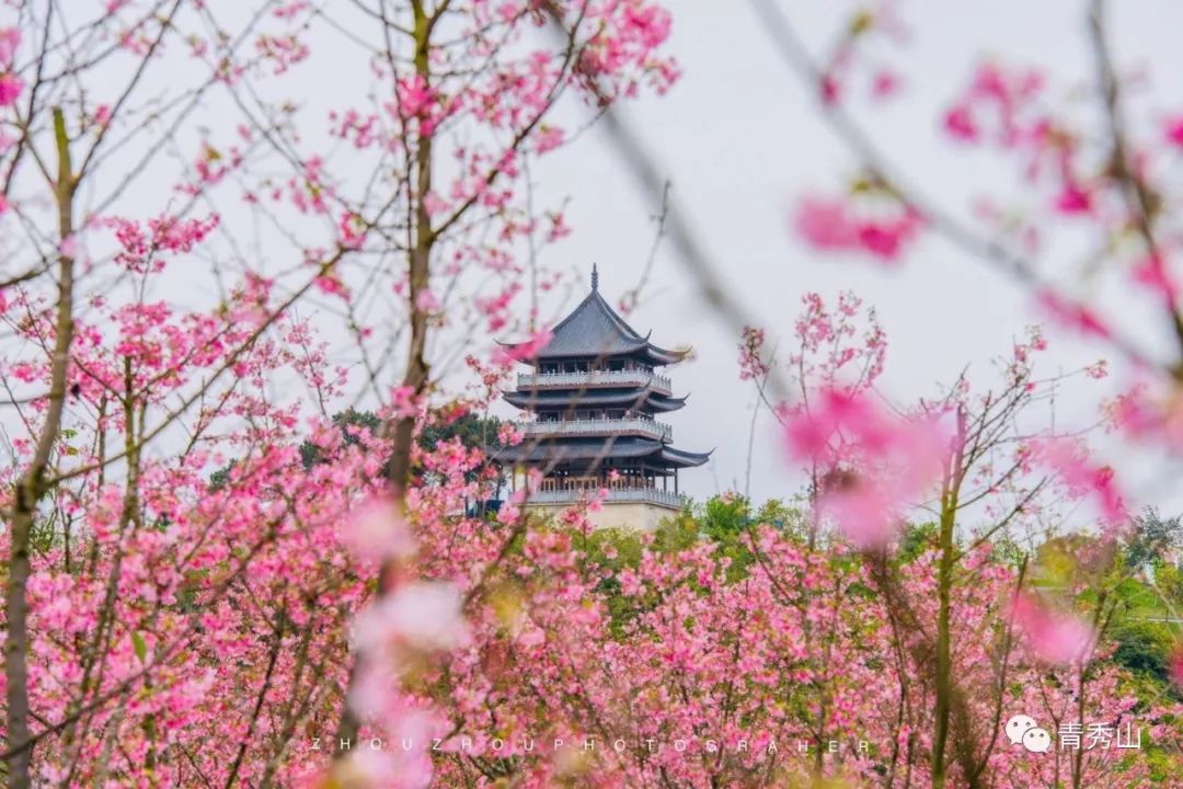 推荐| 南宁青秀山即将重磅推出樱花园,宝巾花园,青少年拓展基地,竹园