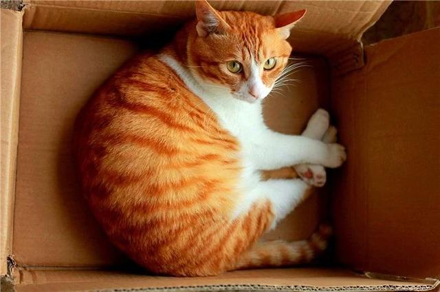 原創
            辟謠，紙箱陷阱並非對全體貓咪都有用，這兩類貓咪更愛主人的大床 寵物 第6張