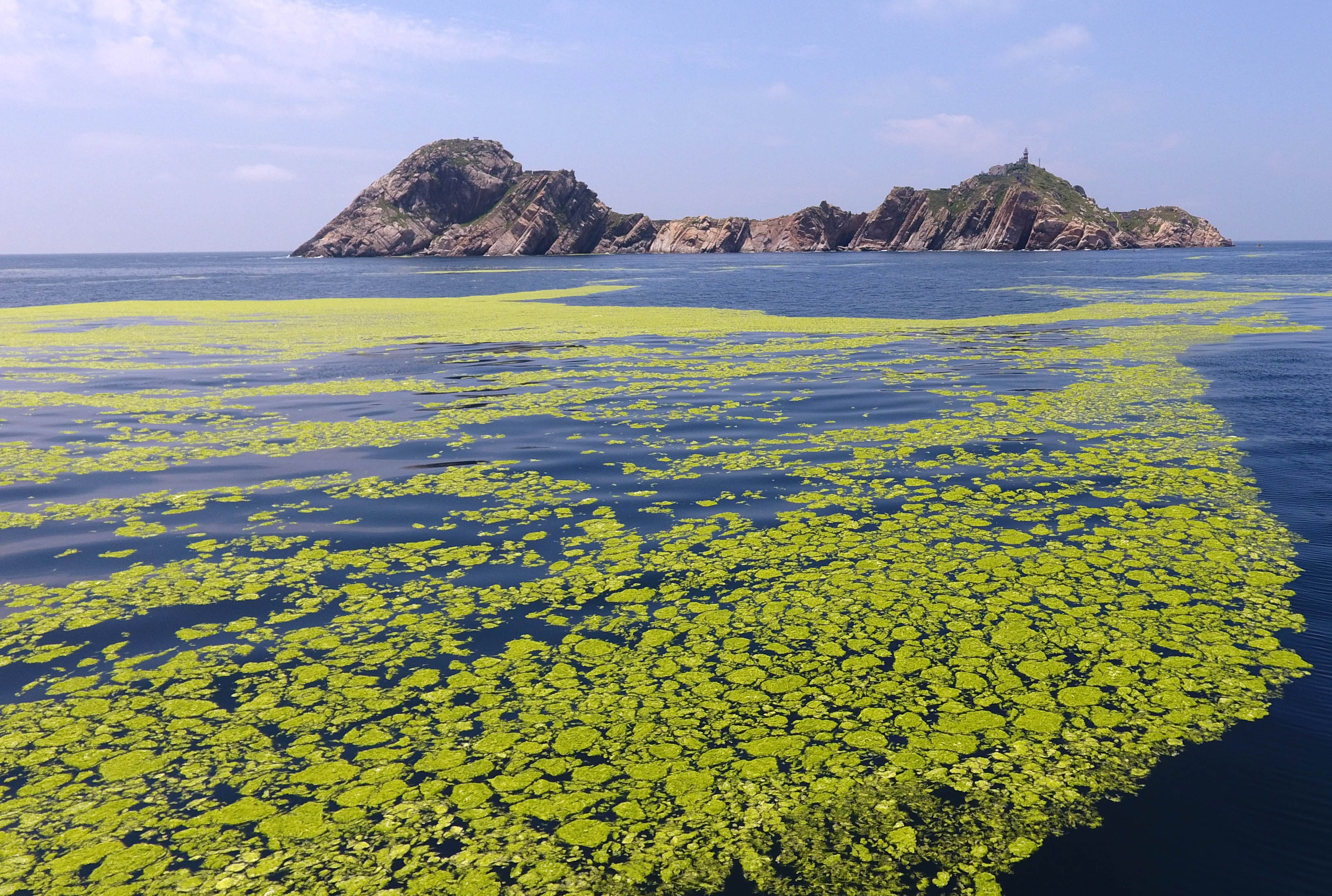 黄海海域浒苔分布面积超过5万平方公里_青岛