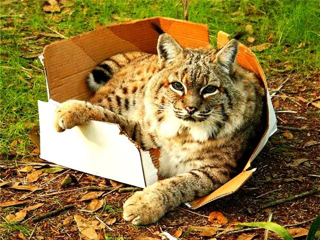 原創
            辟謠，紙箱陷阱並非對全體貓咪都有用，這兩類貓咪更愛主人的大床 寵物 第5張