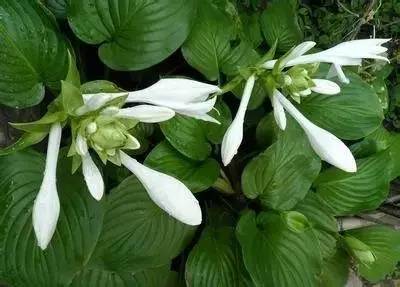 100种花的花语，太全了！