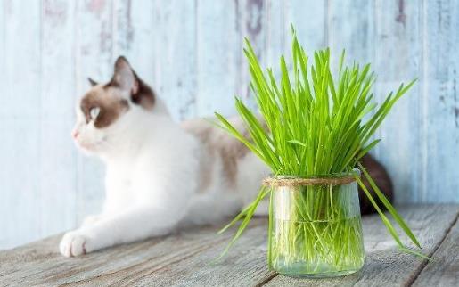 只知猫草能吐毛球可就落伍了常见的猫咪食用植物 木天