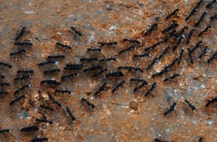 蚂蚁死亡旋涡一群蚂蚁疯狂绕圈精疲力竭而死原因让人哭笑不得