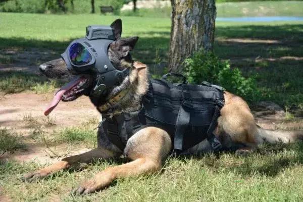 这样一个东东,可以为世界各地的警犬军犬提供贴身的防护,让它们在枪