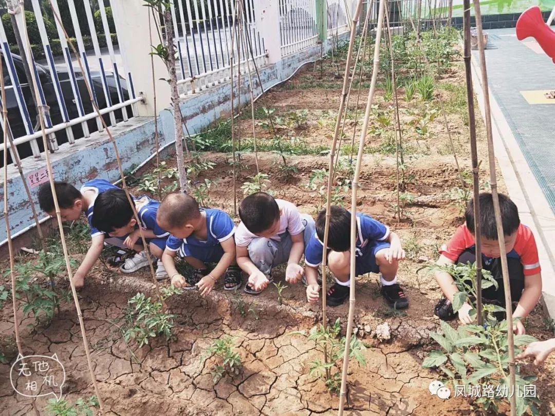 亲近自然留下最美好时刻凤城路幼儿园农场种植活动