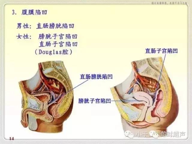 解剖包罗万象的腹膜腔你了解它吗