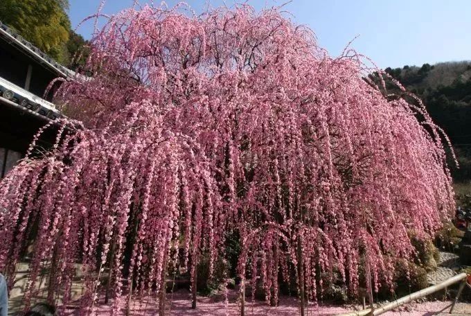 据说八角金盘象征坚强,有骨气,它的花语是八方来财,聚四方财气,更上