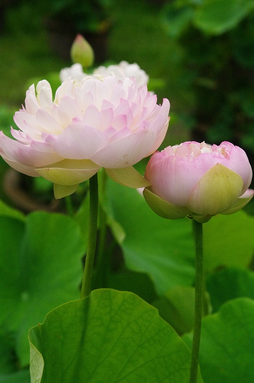 武漢的四季啊，是繁花的四季，我不是在拍花，就是在拍花的路上！ 旅遊 第5張