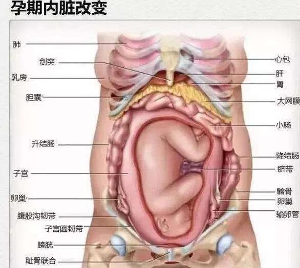 胎儿在肚子里妈妈内脏会发生哪些变化,这些图让人泪奔