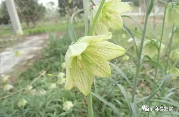 5,这样看的清晰,雄蕊6枚,上位子房,花柱3裂,仔细能看到蜜腺