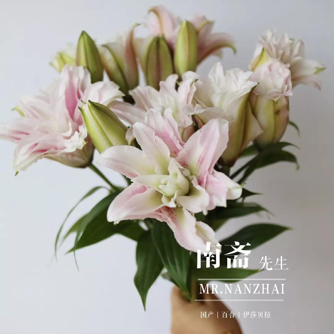 干货分享|花艺师必知的百合及选购要点