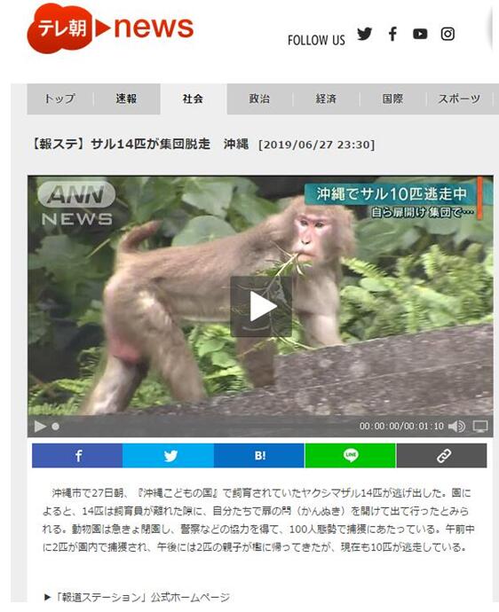 成精了！日本動物園猴子拿鑰匙開門逃跑， 10只在逃，網友卻對自己回來的2只十分關懷 寵物 第2張