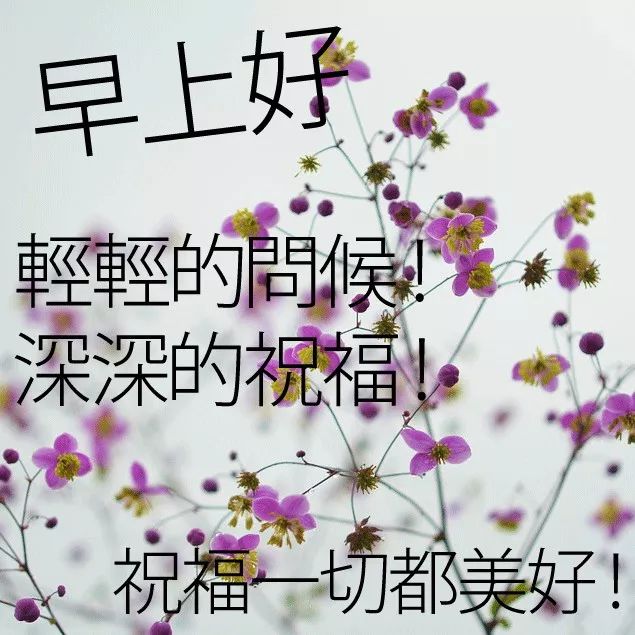 季夏早上好表情包 早上好鲜花图片祝福语