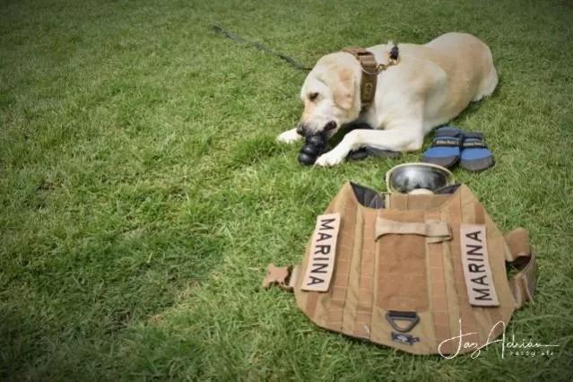 救过50多人的搜救犬退休，它的装备变成玩具，值得幸福的余生