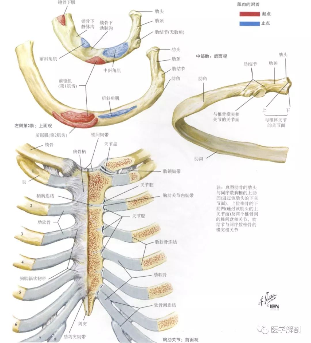 肋骨及胸骨解剖图谱