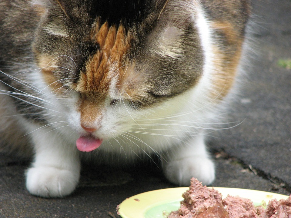 猫咪生病不吃东西怎么办