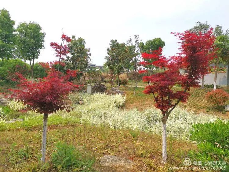 贵州六枝,郎岱百草园(组图)