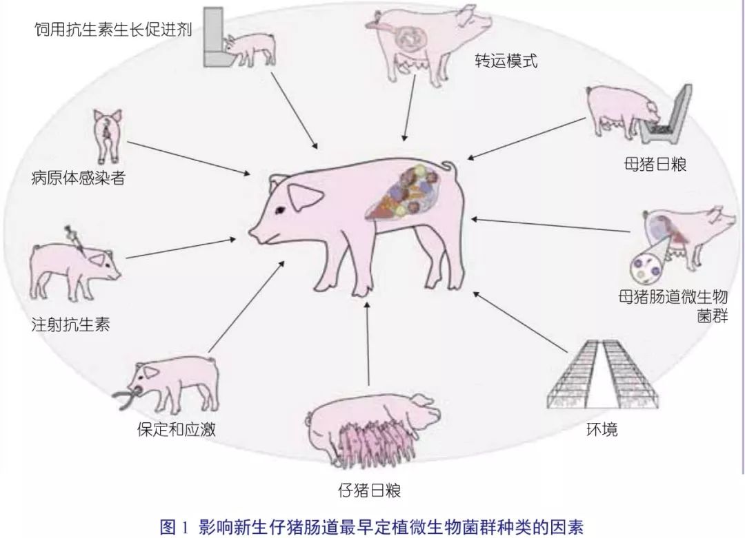 猪大肠杆菌的病发原因及治疗办法 - 知乎
