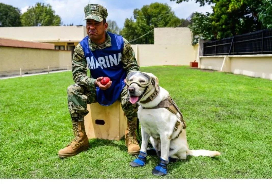 救过50多人的搜救犬退休，它的装备变成玩具，值得幸福的余生