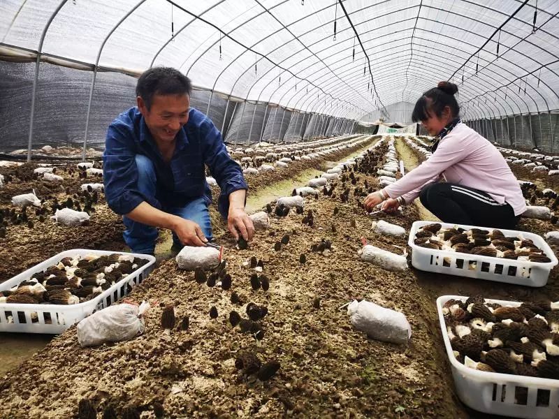 时至建党98周年,圪台冯家塔羊肚菌种植基地的采收,烘干入库工作也已