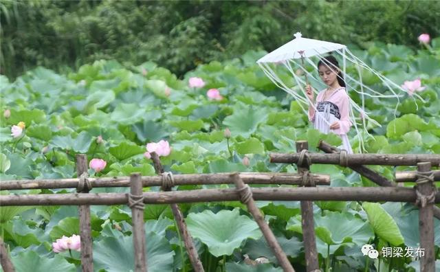 走,去荷和原乡赏荷观花"拍大片"_荷塘