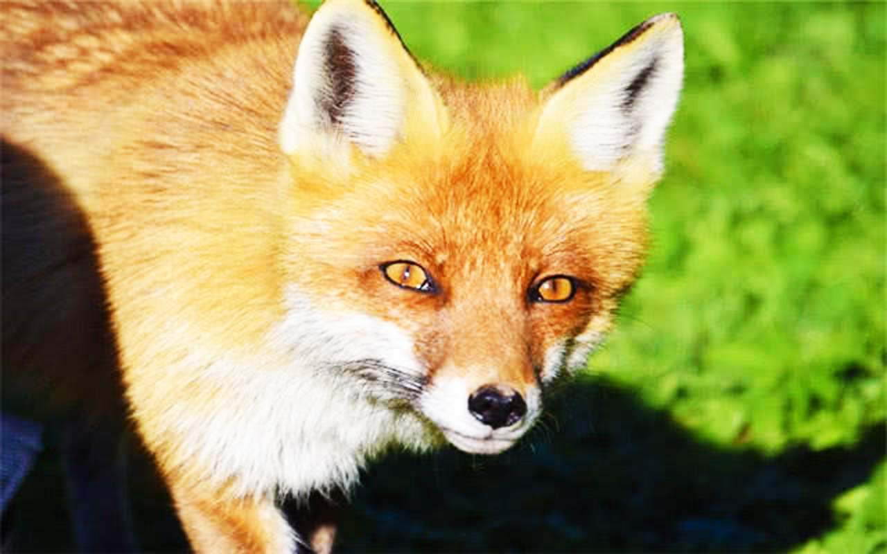 慵懒的狐狸摄影图片-慵懒的狐狸摄影作品-千库网