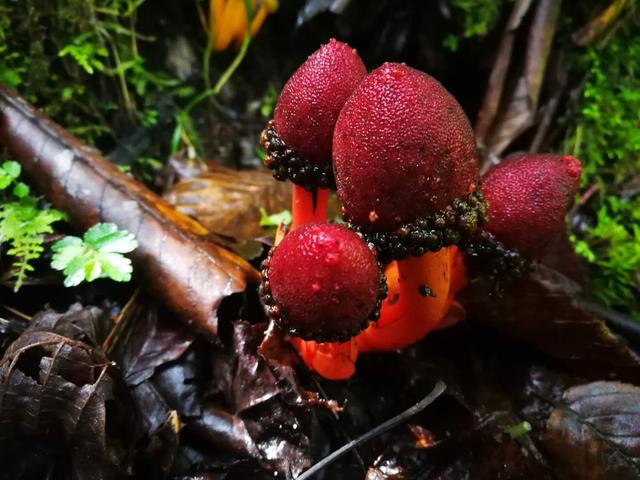 杨向红:丽江久旱终逢雨,雪山菌子又飘香